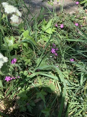 Geranium robertianum