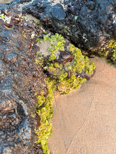 Ulva lactuca observed 2026-06-11