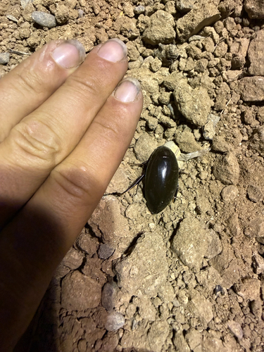 Giant Water Scavenger Beetle