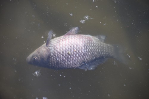 Prussian Carp