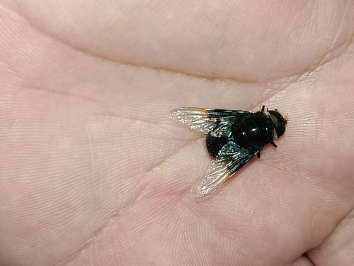Mosca del nopal