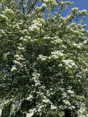 Crataegus