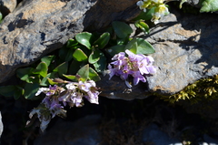 Noccaea rotundifolia
