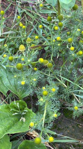 pineapple-weed