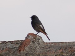 Phoenicurus ochruros