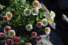 Ranunculus glacialis