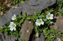 Cerastium latifolium