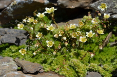 Saxifraga bryoides