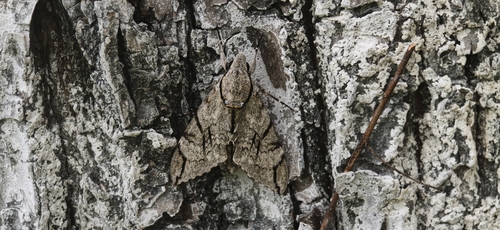 Plain grey hawkmoth