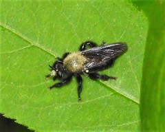 Laphria flavicollis