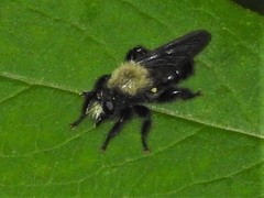 Laphria flavicollis