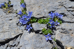 Campanula cenisia