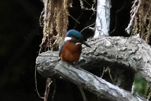 Common Kingfisher