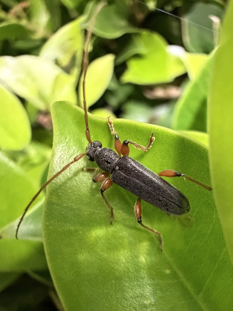 Ceresium geniculatum