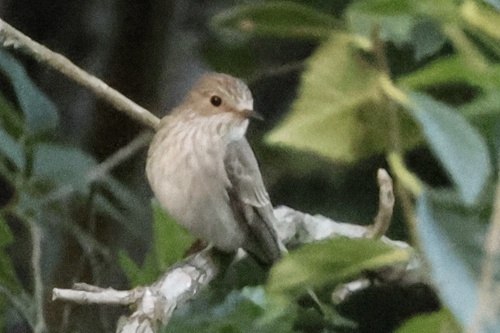Spotted Flycatcher