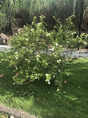 Pseudomussaenda flava