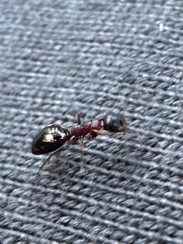 Four-Spotted Odorous Ant