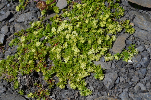 Image of Galium megalospermum by (c) Jason Grant, some rights reserved (CC BY)