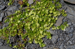 Galium megalospermum