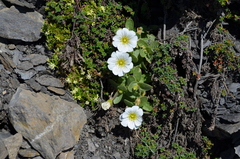 Cerastium latifolium