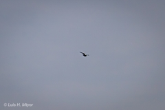 Chordeiles acutipennis