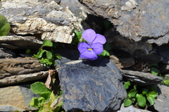 Viola cenisia