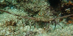 Panulirus stimpsoni