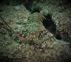 Panulirus stimpsoni