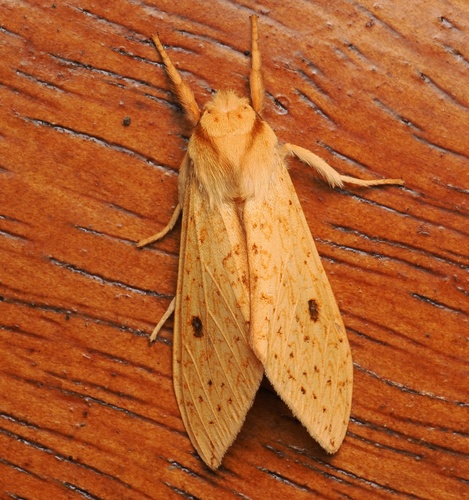 Lophocampa montana