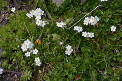 Androsace chamaejasme