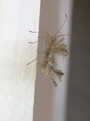 Pephricus