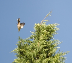 Mimus saturninus