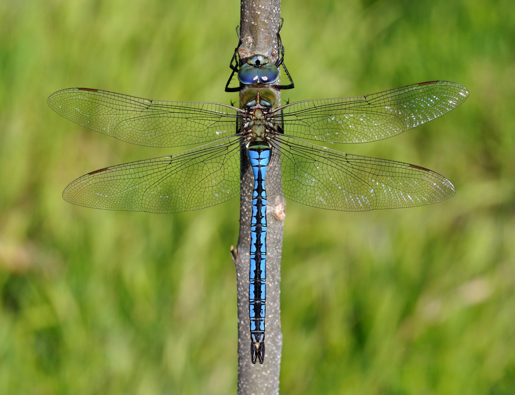 Blue Emperor (Dragonflies and damselflies of Namibia and Botswana) ·  iNaturalist