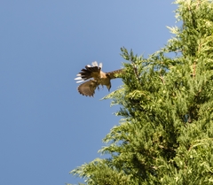 Mimus saturninus