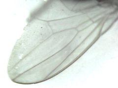 Amiota