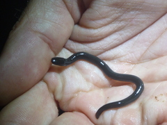 Ichthyophis