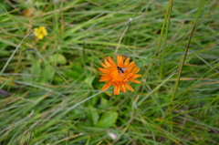 Crepis aurea