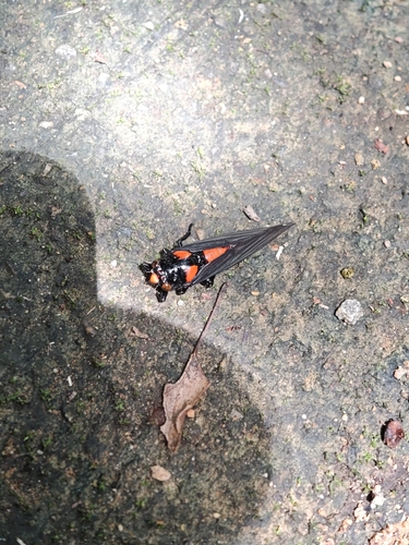 Black and scarlet cicada