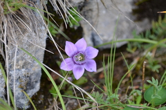 Gentianella germanica