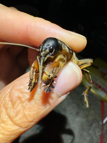 European Mole Cricket