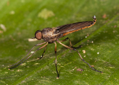 Chiromyzinae