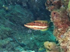 Pseudolabrus biserialis