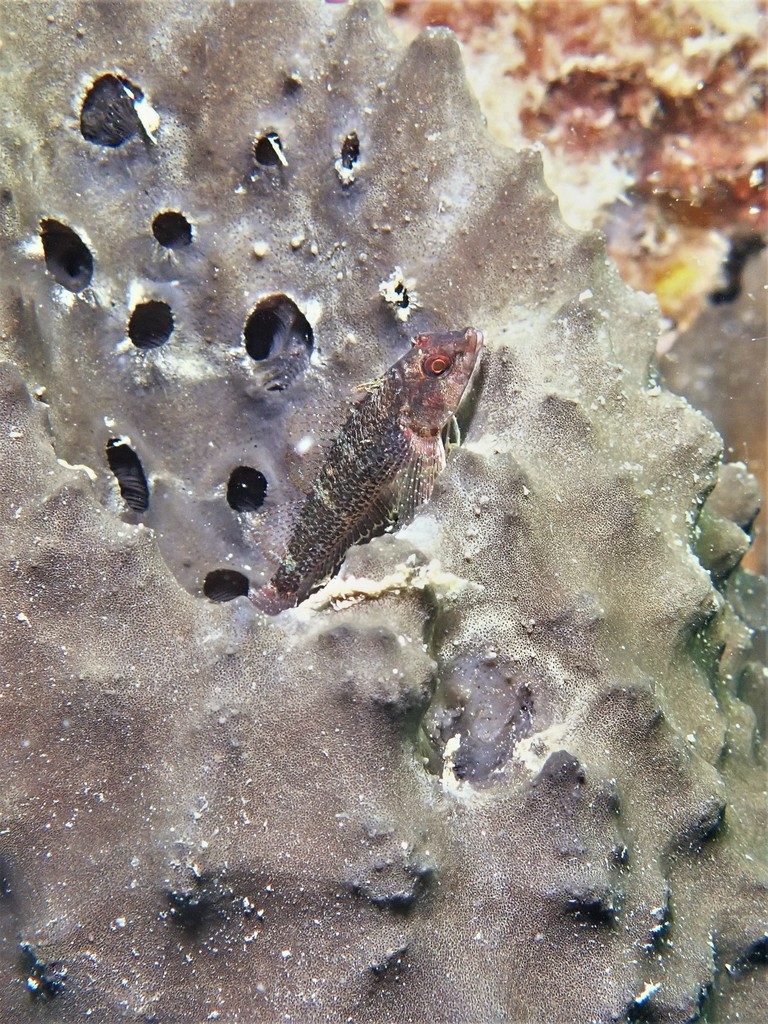 Leeuwin-drievinslijmvis (Norfolkia leeuwin) — Tripterygiidae