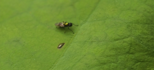 Prosopochrysa vitripennis