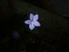 Pseuderanthemum