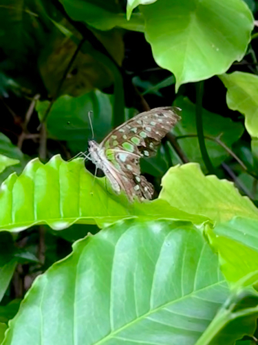 Tailed Jay
