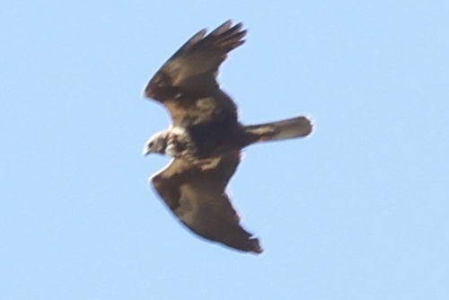 Western Marsh Harrier