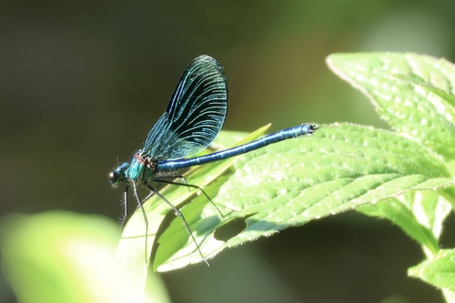 Banded Demoiselle