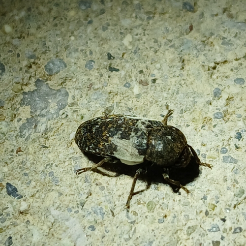 Common Carrion Beetle