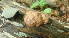 Reticularia splendens
